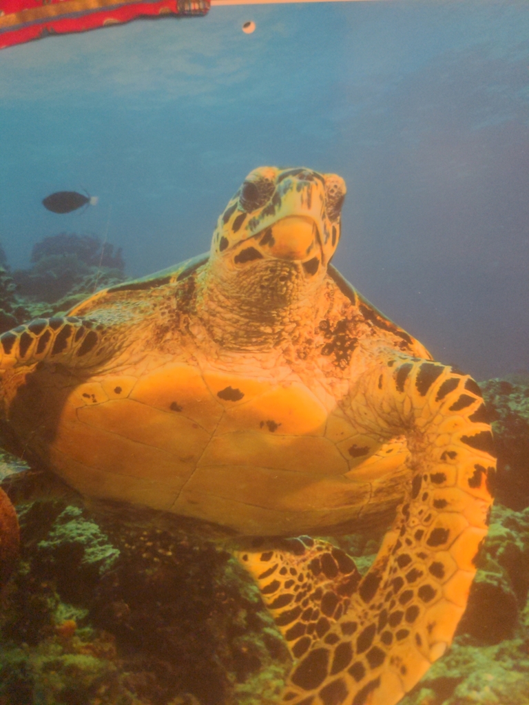 Typical Sea Turtles from Greensburg, PA 15601, USA on January 4, 2024