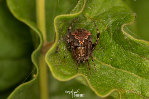 Araneus detrimentosus