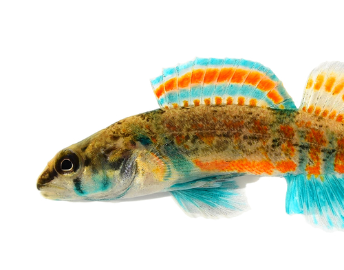 Creole Darter