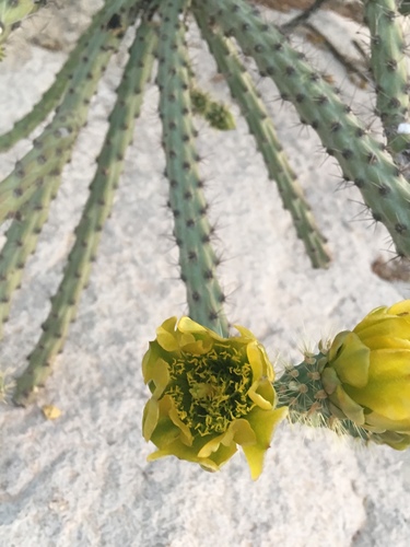 Thurber's Cholla