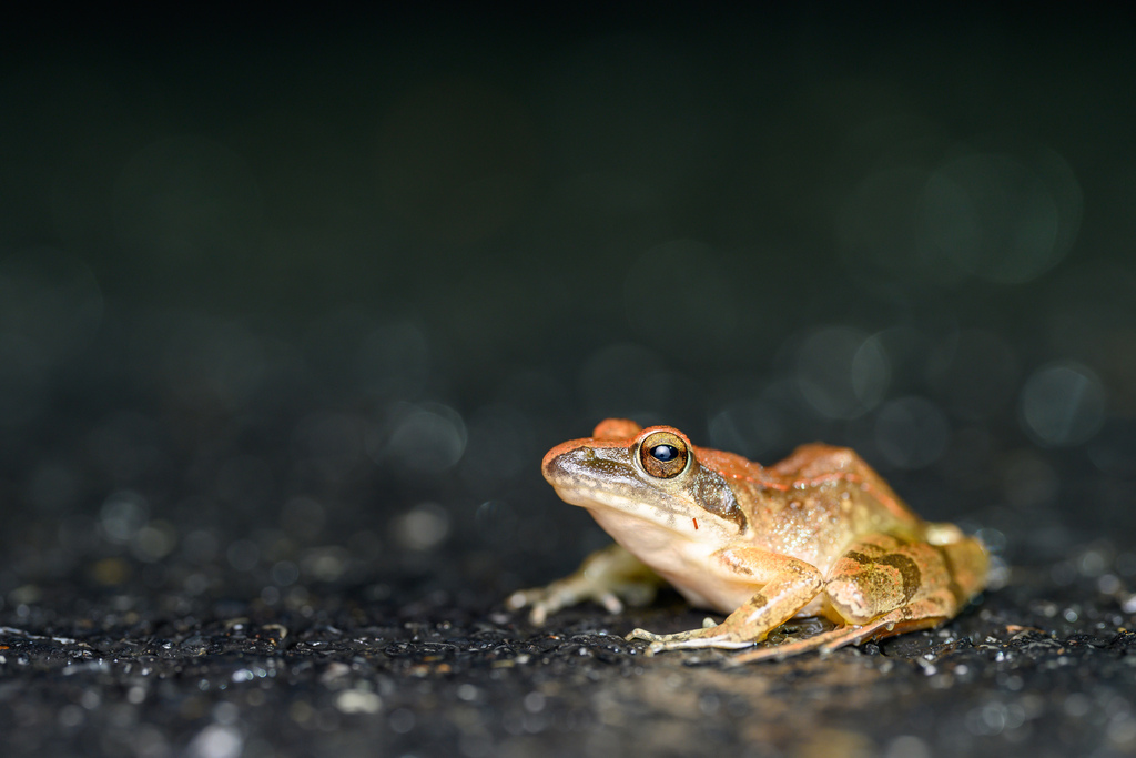 Zhenhai Brown Frog From On July At Pm By