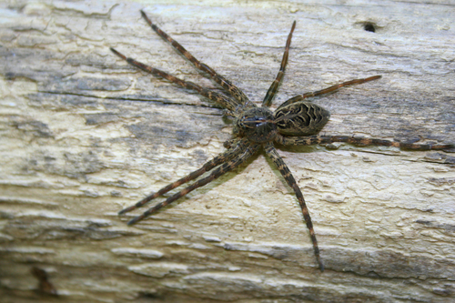 Dark Fishing Spider (Dolomedes tenebrosus) · iNaturalist.org