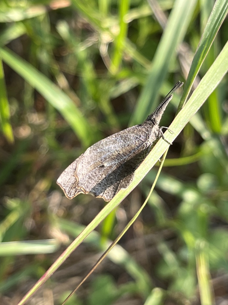 American Snout In January 2024 By Aaron Guerra INaturalist   Large 