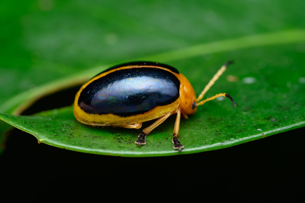 Oides Sp Oides parabowringii from 中国浙江省杭州市西湖区 on July 16, 2023 at 04:57 PM by ...