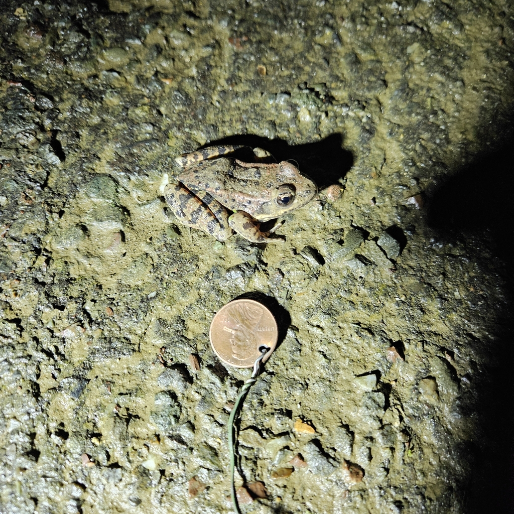 California Red Legged Frog In January 2024 By Craig Of Sonoma INaturalist   Large 