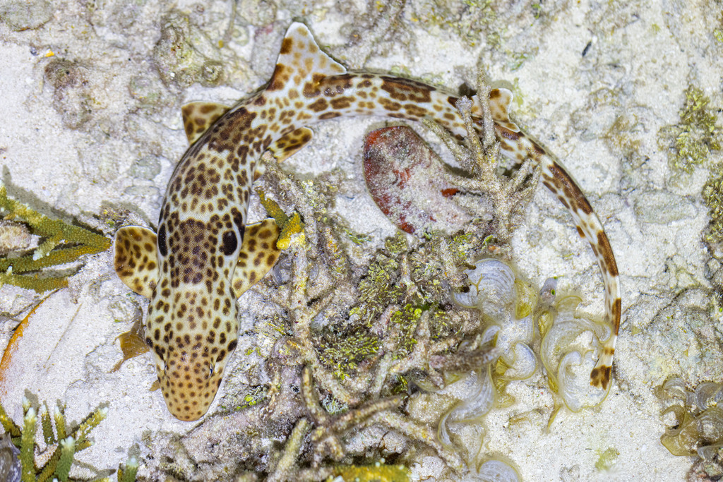 Epaulette shark