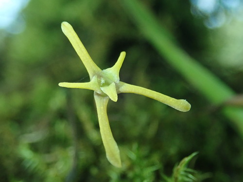 Maxillaria jacquelineana
