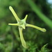 Maxillaria jacquelineana - Photo (c) Rudy Gelis, todos los derechos reservados, subido por Rudy Gelis