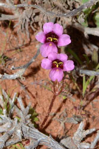 Diascia batteniana