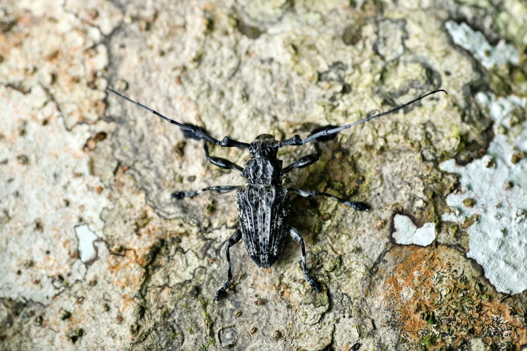 Steirastoma breve from Тамбопата, Перу on January 1, 2006 at 0510 AM