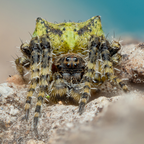 Humped orbweb spider