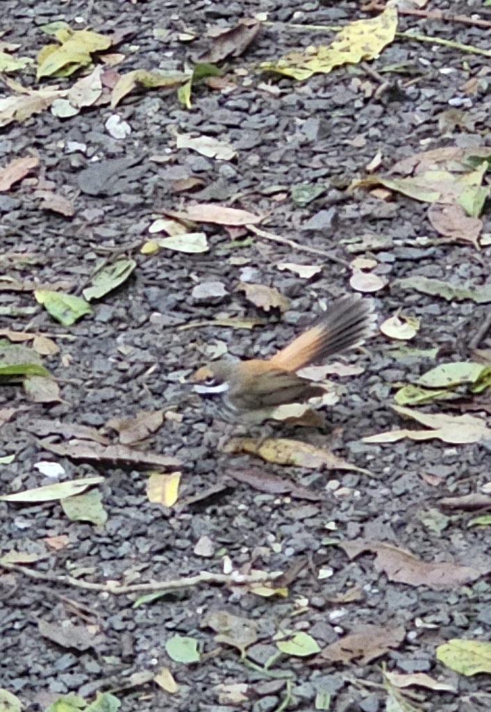 Australian Rufous Fantail from Maleny QLD 4552, Australia on January 3 ...