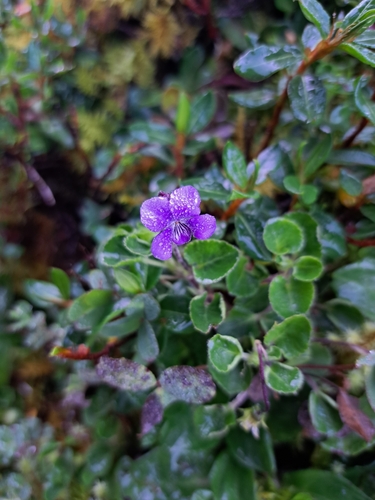 Viola eminii