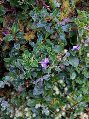 Viola eminii
