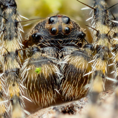 Humped orbweb spider