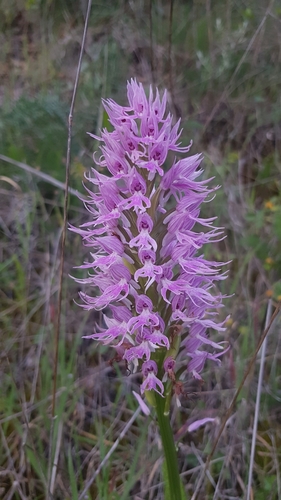 Naked-man Orchid