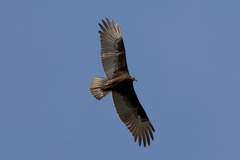 Cathartes aura image