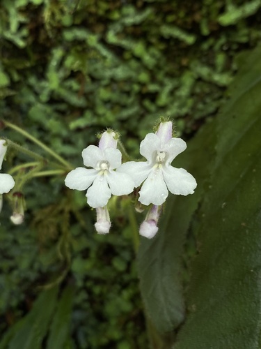 Streptocarpus bolusii
