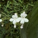 Streptocarpus bolusii - Photo (c) Carel Fourie, all rights reserved, uploaded by Carel Fourie