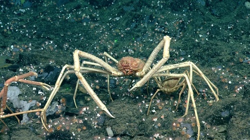 Long-clawed Spider Crab (NorthEast Pacific Deep Exploration Project (a ...