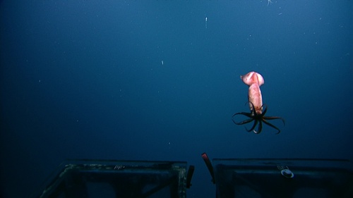 Humboldt Squid (NorthEast Pacific Deep Exploration Project (a MLNEP