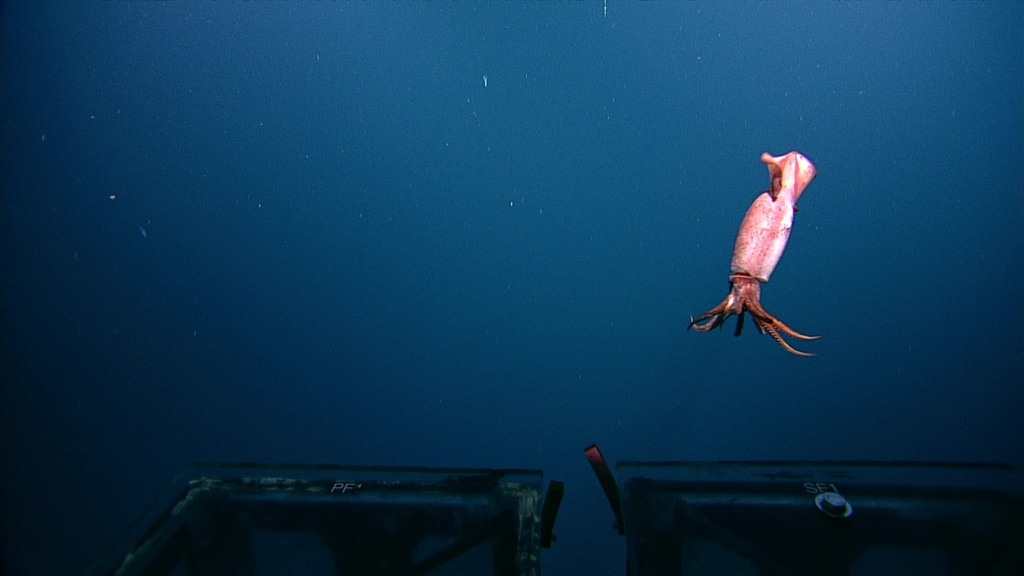 Humboldt Squid (NorthEast Pacific Deep Exploration Project (a MLNEP