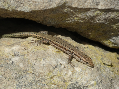 Green Iberian Wall Lizard