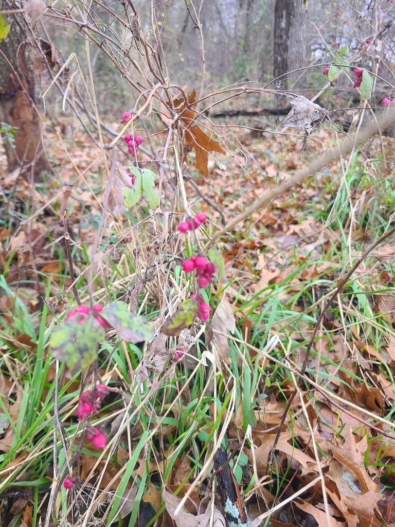 coralberry from Sheridan Apartments, Plano, TX 75074, USA on January 5, 2024 at 1045 AM by