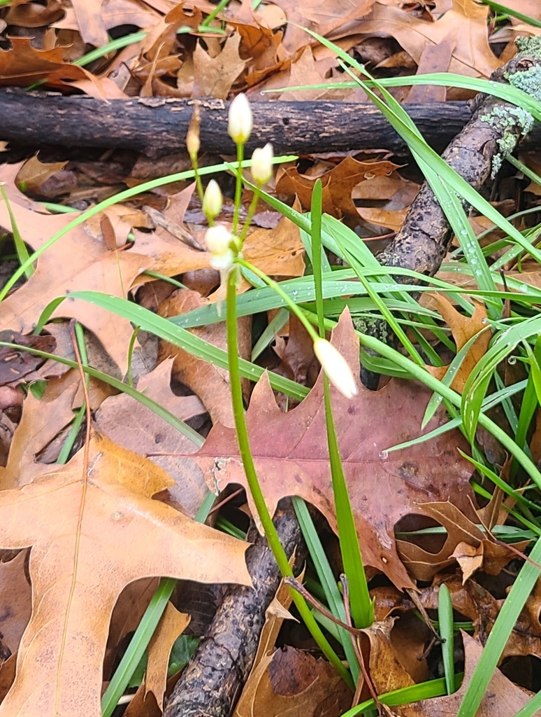 crowpoison from Sheridan Apartments, Plano, TX 75074, USA on January 5, 2024 at 1045 AM by