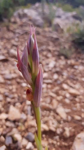 Lesser Tongue-orchid