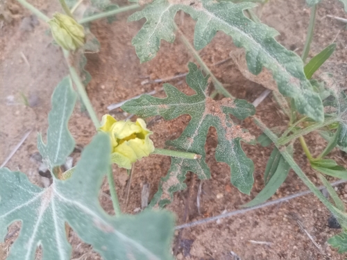 Gemsbok cucumber