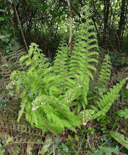 soft shield fern