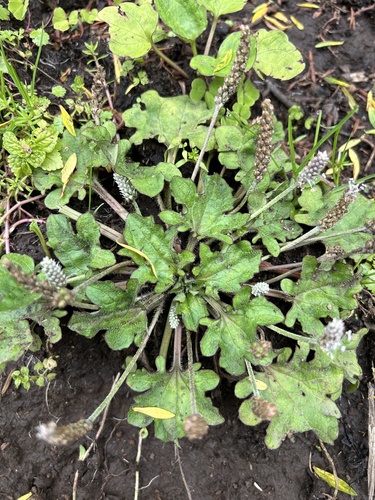 Plantago palmata