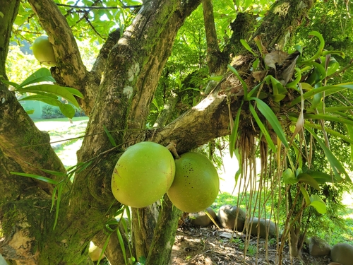 Crescentia cujete image