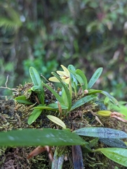 Maxillaria brachybulbon image