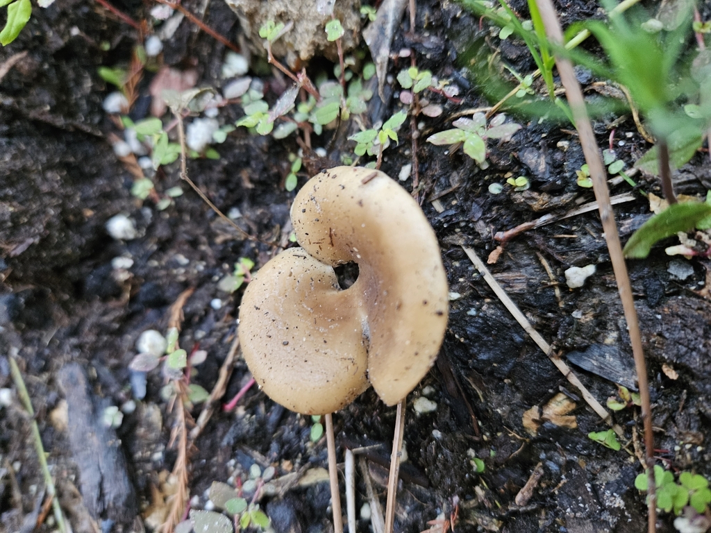 Shoehorn Oyster from Houston, TX 77062, USA on January 5, 2024 at 0518