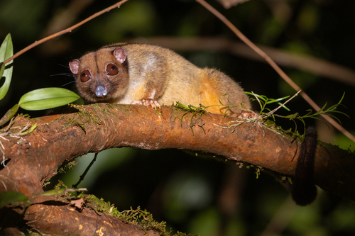 Lowland Ring-tailed Possum (Pseudochirulus canescens) — Least Concern Mammalia