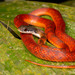 Barred Keelback - Photo (c) Jono Dashper, all rights reserved, uploaded by Jono Dashper