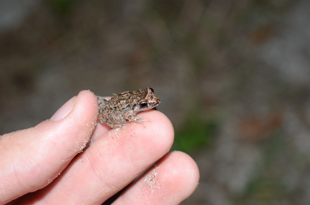 Greenhouse Frog In January 2024 By Eoghan Irwin A Few Of Them Were On   Large 