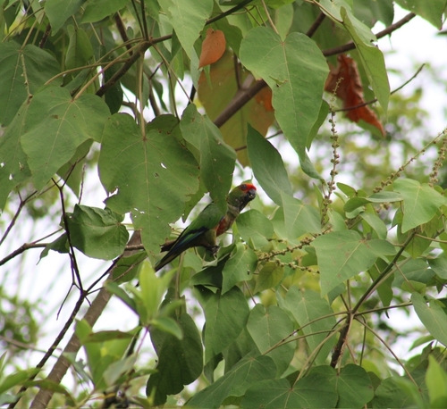 Golden-capped Parakeet