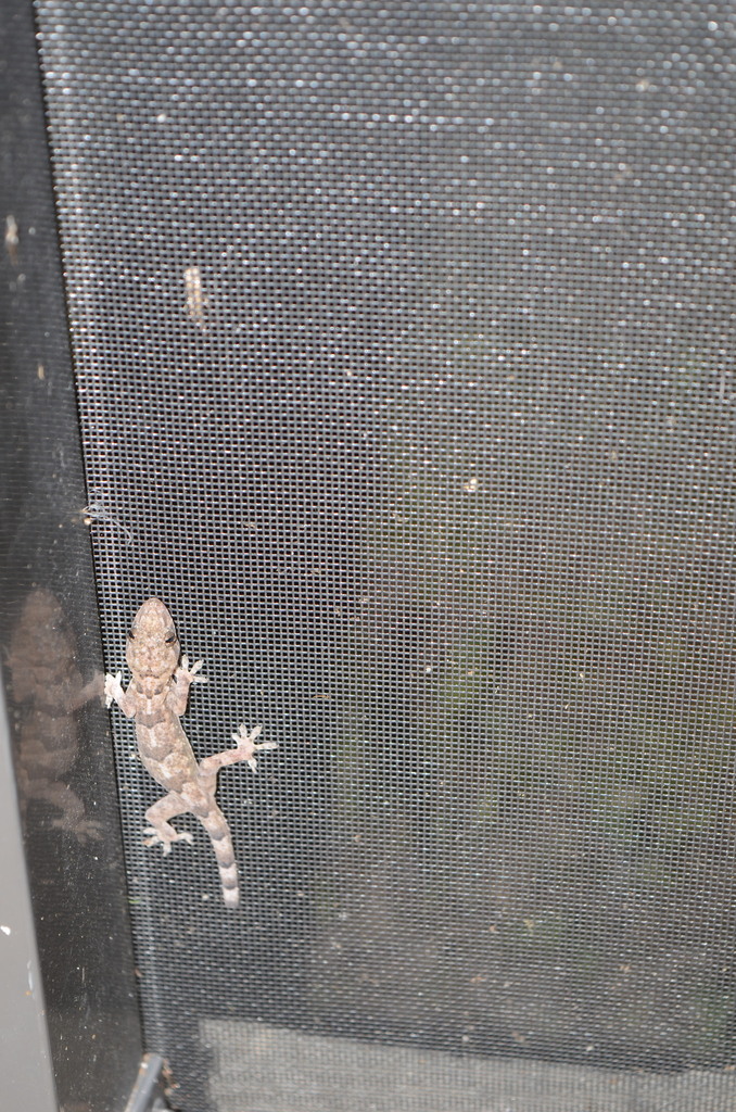 Tropical House Gecko In January 2024 By Eoghan Irwin INaturalist   Large 