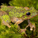 Fringed Tree Frog - Photo (c) Jono Dashper, all rights reserved, uploaded by Jono Dashper