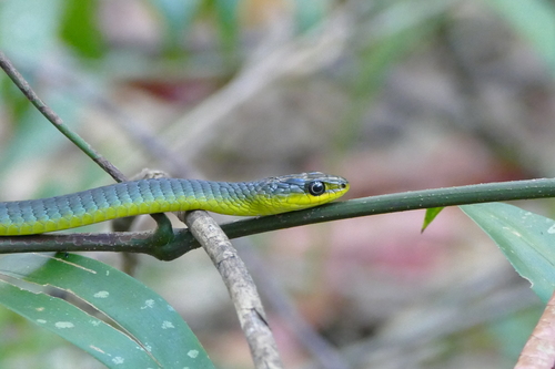 Common Tree Snake sighting