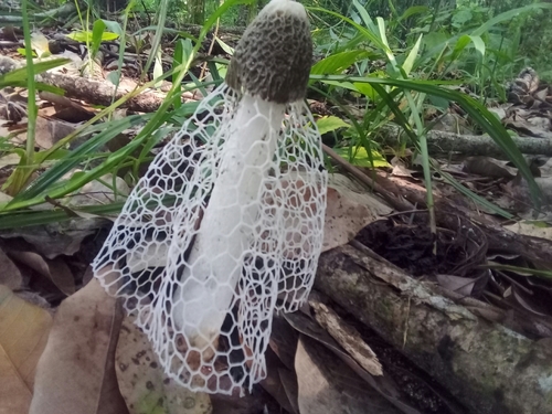 Complex Phallus indusiatus