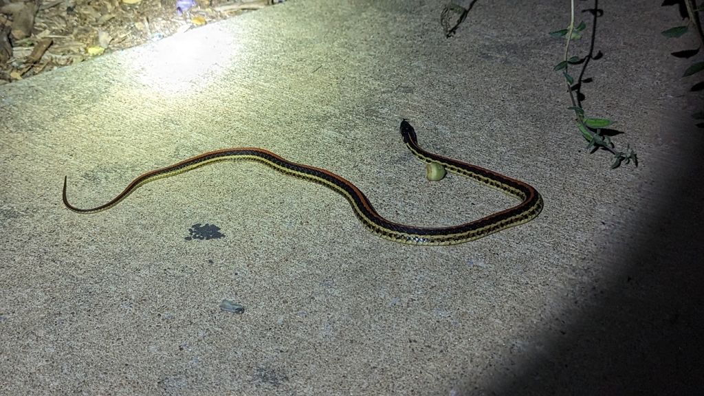 Common Garter Snake from Oklahoma City, OK 73111, USA on October 10 ...