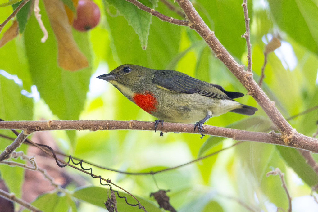 Olive-crowned Flowerpecker (Dicaeum pectorale) photo