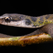 Painted Keelback - Photo (c) Jono Dashper, all rights reserved, uploaded by Jono Dashper