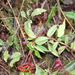 Notopleura epiphytica - Photo (c) Simon Cull, todos los derechos reservados