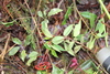 Notopleura epiphytica - Photo (c) Simon Cull, all rights reserved, uploaded by Simon Cull