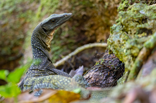 Peach-throated Monitor — seen at this dive site